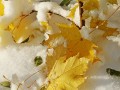 Желтые кленовые листья на снегу