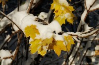 Ветка осенних желтых кленовых листьев под снегом