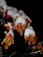 Гроздья осенней рябины ночью в снегу