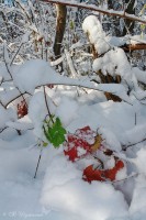 Разноцветные осенние листья в снегу