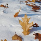 Осенний кленовый лист стоит в снегу
