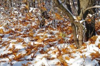 Россыпь осенних кленовых листьев на снегу