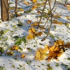 Зеленые и желтые осенние листья на снежной поляне