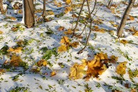 Зеленые и желтые осенние листья на снежной поляне