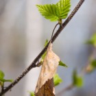 Весенние и осенние березовые листочки