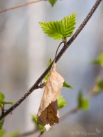 Весенние и осенние березовые листочки