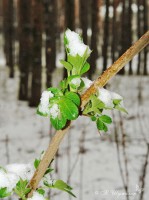 Молодые листочки в снегу