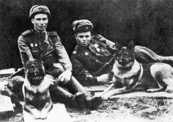 Собаки солдаты-02