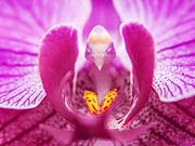 Орхидея - не цветок, а сказка
