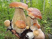 Прогулка в удовольствие, грибы на зависть